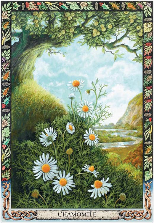Druid Plant Oracle: 36 Cards and 144 Page Guidebook