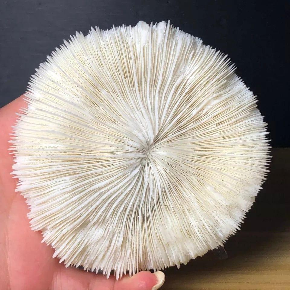 100% Natural White Coral Natural Bohemian Decor - Esme and Elodie